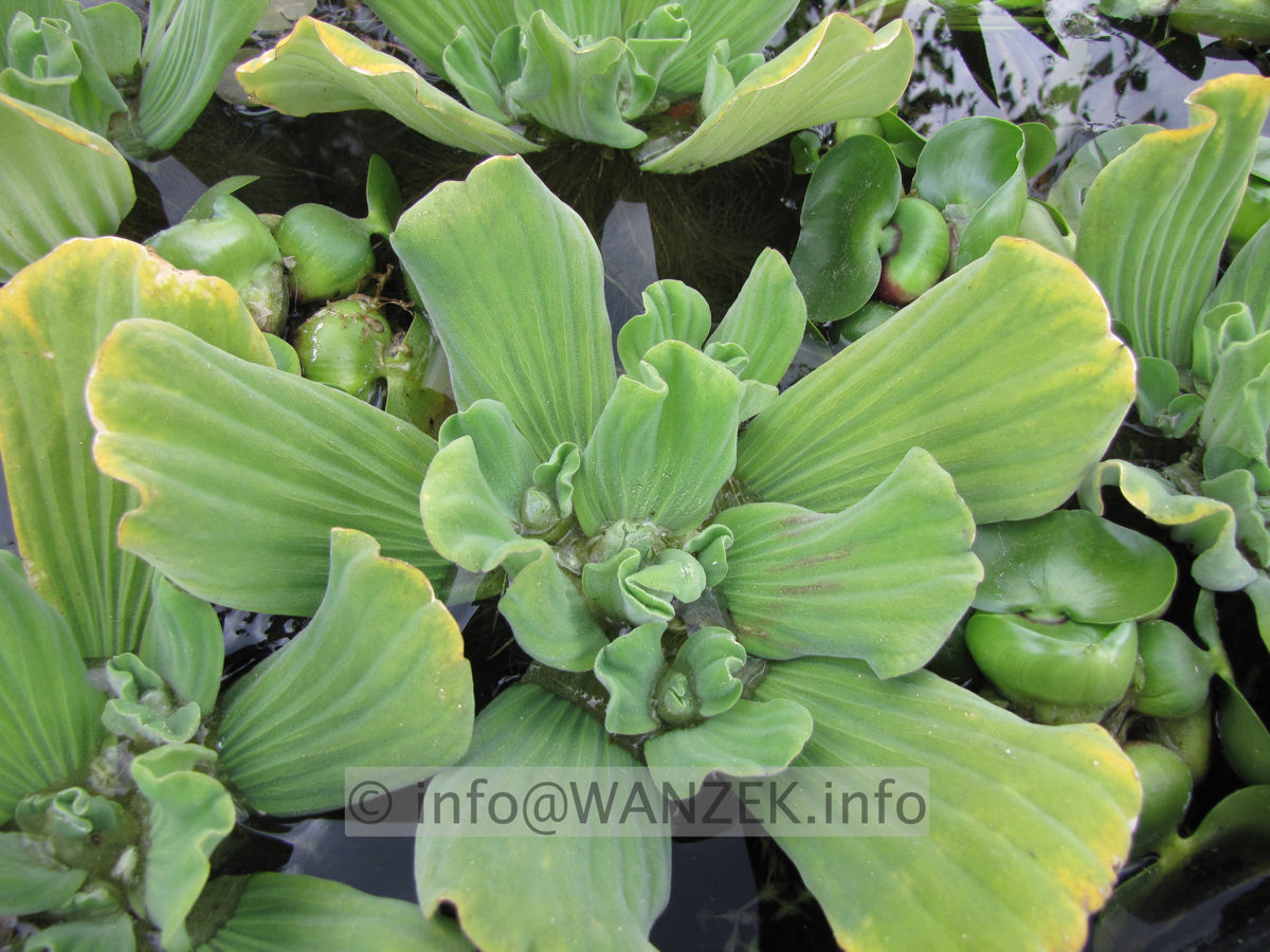 Pistia stratiotes 02.JPG